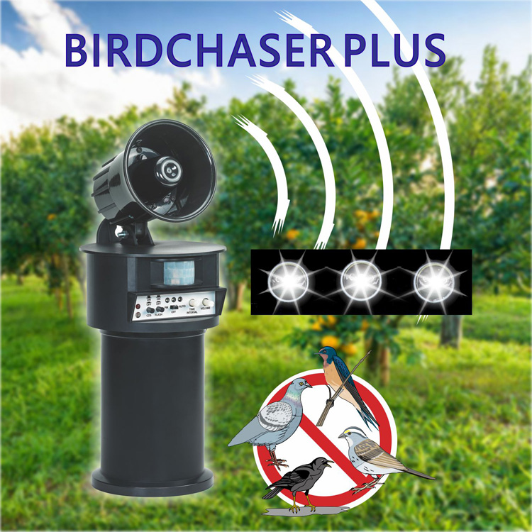 super birdchaser plus (b/o) super birdchaser plus (b/o)