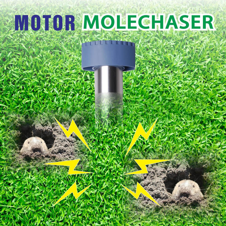 motor molechaser motor molechaser